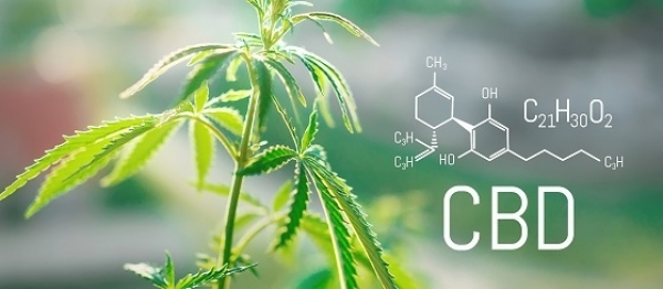 El Cannabidiol en complementos alimenticios. Situación normativa
